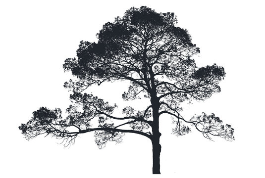 Old cedar tree with characterful branching and sparse foliage isolated on white background for rustic and natural design