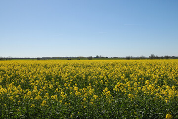 Obraz premium Rapeseed Field In Langford - 241E6123
