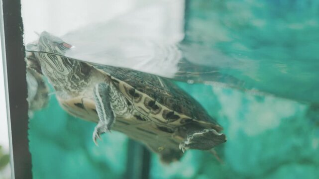 Soft natural light filters through the clear freshwater, illuminating the detailed textures of the turtle's skin.The aquatic turtle is captured from a creative low angle.