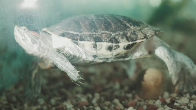 This detailed underwater photograph captures a red-eared slider turtle gracefully swimming inside a home glass aquarium.