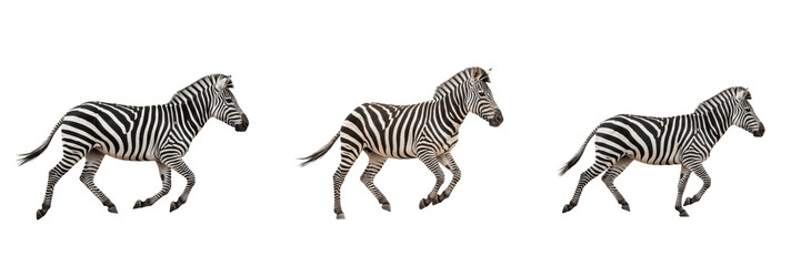 Obraz premium Set of Three African Plains Zebras Running and Galloping Isolated on White Background for Wildlife Png