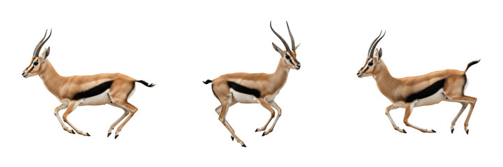 Fototapeta premium Set of Three Thompson Gazelles Jumping and Running Isolated on White Background for Wildlife Design Png