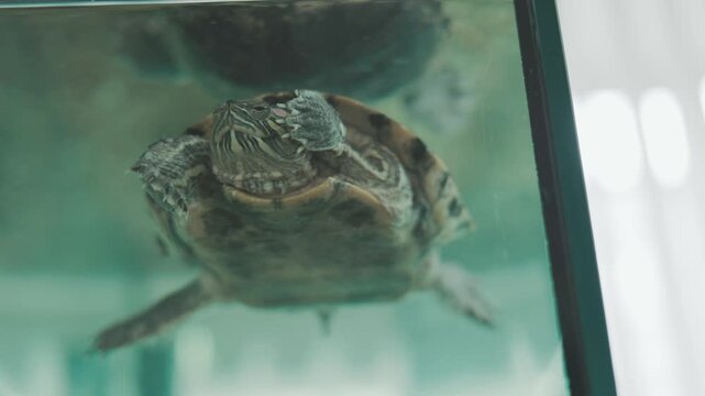 A red-eared slider turtle swims under the water.The turtle has distinct red stripes behind its eyes.Its shell shows a beautiful green and yellow pattern.