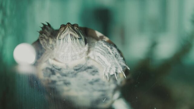The reptile moves gracefully through the aquatic environment.This species is a very popular domestic pet worldwide.The camera captures a detailed close-up of its head.
