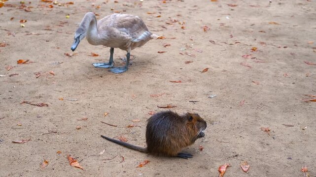 Swan and eating coypu. Young swan carefully walking through autumn-covered ground, cautiously approaching foraging coypu amid fallen leaves, showcasing peaceful wildlife interaction