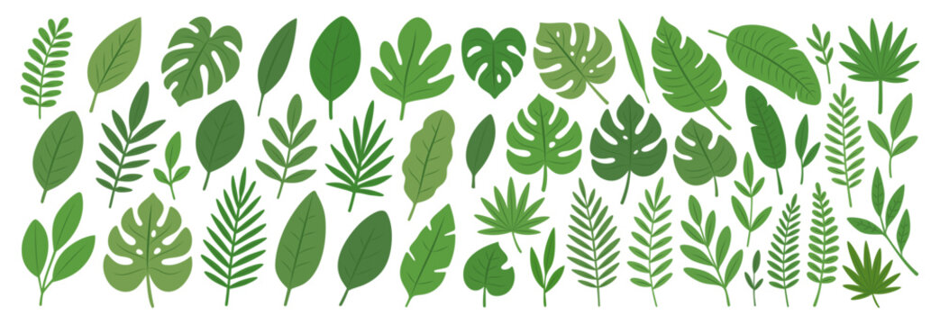 Large collection of tropical and exotic leaves. Botanical vector design, decoration, and tropical-themed projects