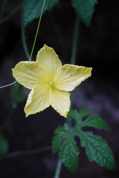 Close-Up Yellow Wildflower Macro with Soft Dark Background