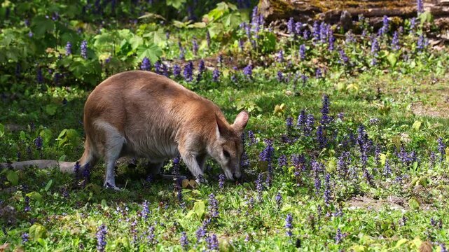 The agile wallaby, Macropus agilis also known as the sandy wallaby is a species of wallaby found in northern Australia and New Guinea.