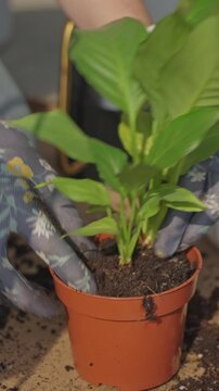 Woman in gloves putting plant with exposed roots into plastic pot