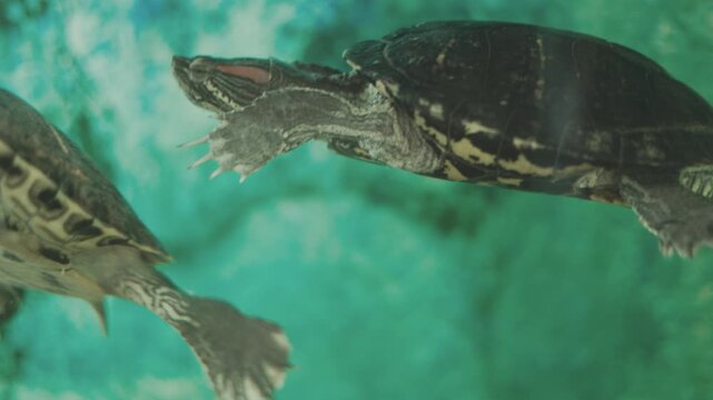 Red-eared slider turtles swimming underwater.
Two pet turtles in a freshwater aquarium.