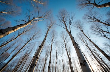 Fototapeta premium Bare birch trees reach skyward on a cold winter day. Slender trunks and delicate twigs catch warm sunlight against crisp blue sky, creating tranquil mood.