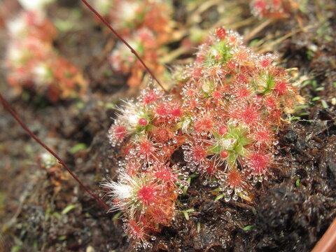 Zbliżenie na rozety roślin z gatunku drosera