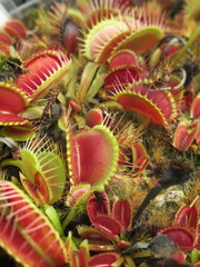 Zbliżenie na rośliny z gatunku dionaea © Kumulugma