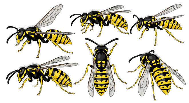 Yellow Jacket, Wasp, Insect, Stinger, Flying, Vector Icons