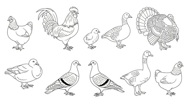 Farm poultry icons, bird illustrations, chicken, rooster, turkey, duck, goose, dove, vector set