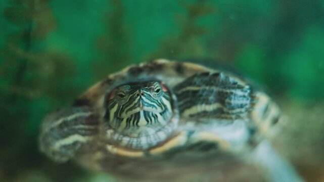 The video shows a close-up of their shells and movements.The turtles look healthy and active.