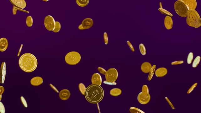 Falling bitcoin coins on purple background, seamless slow motion loop