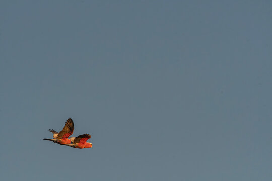 A pair of Red Galahs flying in the morning sky