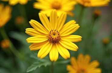Obraz premium Close-up of bright yellow Coreopsis verticillata flower. Many petals radiate from center. Green blurred background with other blooms. Represents summer garden joy and floral beauty.