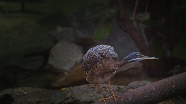Sunbittern (Eurypyga helias) cautiously watches camera