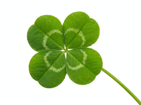 A vibrant green four-leaf clover, a rare symbol of good fortune and serendipity, beautifully presented on a clean white background, embodying hope and natural charm