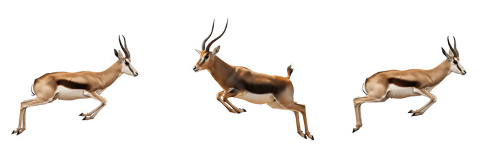 Set Majestic Springbok Antelope Jumping And Running Wild Animals Collection Isolated On White Background PNG