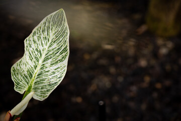 Exotic Philodendron Birkin leaf with distinctive white stripes and water droplets. © 완수 안