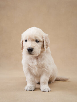 A young golden retriever puppy sits on a beige backdrop looking off to the side. Its relaxed body language conveys innocence and trust.