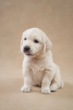 A single golden retriever puppy sits on a neutral beige backdrop with a calm expression. Its fluffy coat and soft features stand out in the clean composition.