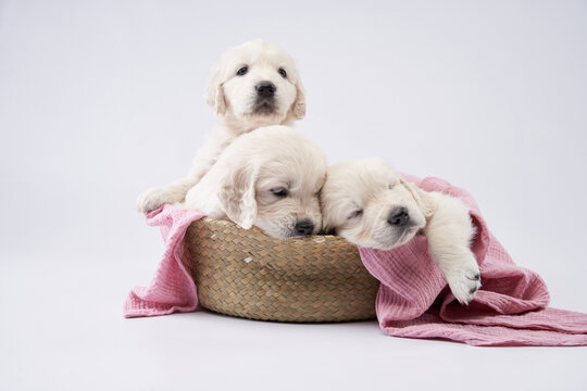 Three golden retriever puppies are placed in a basket partially covered with a pink blanket. One sits upright while the others lounge over the edge with droopy eyes.