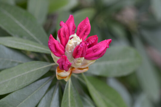 太陽　シャクナゲ