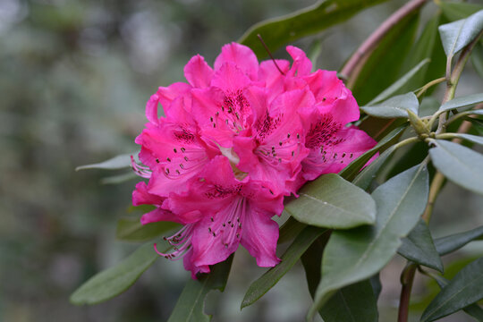 太陽　シャクナゲ