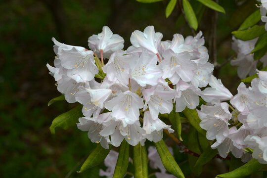 芳子　シャクナゲ