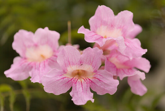 Podranea ricasoliana, pink trumpet vine young leaves natural macro floral background
