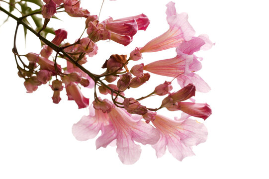 Podranea ricasoliana, pink trumpet vine young leaves natural macro floral background
