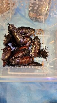 Madagascar hissing cockroaches gather in clear container with various surfaces and colors present