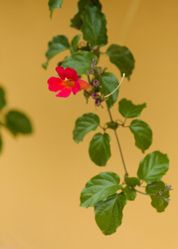 Amphilophium buccinatorium, Mexican Blood-Trumpet, Red Trumpet Vine, floral background