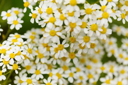 Flora of Gran Canaria -  Tanacetum ferulaceum, fennel-leaved tansy endemic to the island, natural macro floral background