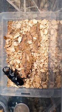 A large male stag beetle moves along the edge of a plastic container filled with wood shavings and pieces of tree bark. Its movements show its size and details clearly.