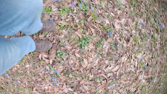 Person walks on a forest floor covered in leaves and blooming Siberian squill flowers in spring