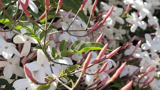 Jasminum polyanthum or Multi-flowered jasmine in the garden close up,4K.