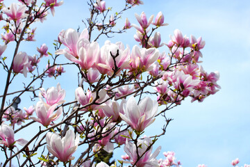 Large, beautiful pink flowers of Magnolia soulangeana in a park on a cloudy spring day. Blooming pink magnolia tree in a botanical garden. © Oksana