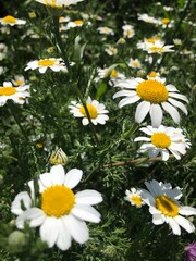 Fototapeta premium Wild White Anacyclus Clavatus Daisy Flowers Blooming on Dry Earth in Bright Sunlight Macro Nature Background