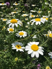 Obraz premium Wild White Anacyclus Clavatus Daisy Flowers Blooming on Dry Earth in Bright Sunlight Macro Nature Background