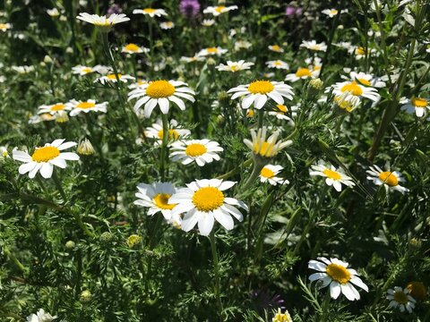 Wild White Anacyclus Clavatus Daisy Flowers Blooming on Dry Earth in Bright Sunlight Macro Nature Background