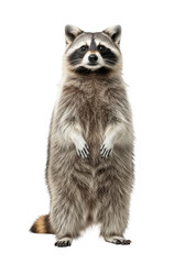 Fototapeta na wymiar an adult raccoon stands upright in a high-key studio setting, its highly textured gray and black fur illuminated against a transparent cyclorama, conveying an intelligent animal portrait concept