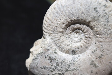 Ammonite and snail fossil on a stone. Fossil background. Geology and archeology science and fossil. Textured fossil with pattern and trace. Fossil formation from France. © Martine