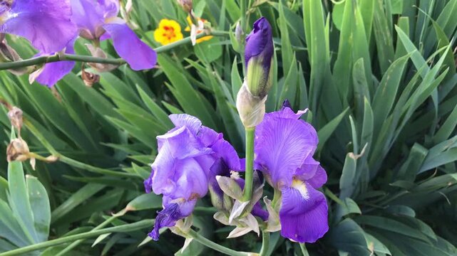 Premium iris flower. Bearded Iris isolated. Iris germanica close up. Purple iris flower. Purple flower close-Up. Blooming Spring Nature.