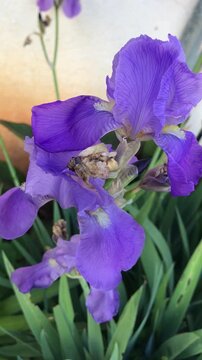 Premium Iris flower. Bearded Iris isolated. Iris germanica close up. Purple iris flower. Purple flower close-Up. Blooming Spring Nature.