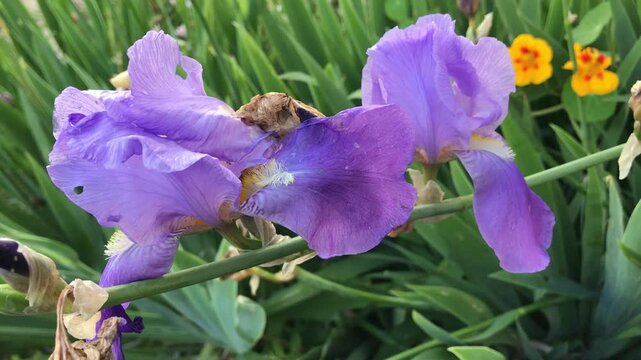 Premium iris flower. Bearded Iris isolated. Iris germanica close up. Purple iris flower. Purple flower close-Up. Blooming Spring Nature.
